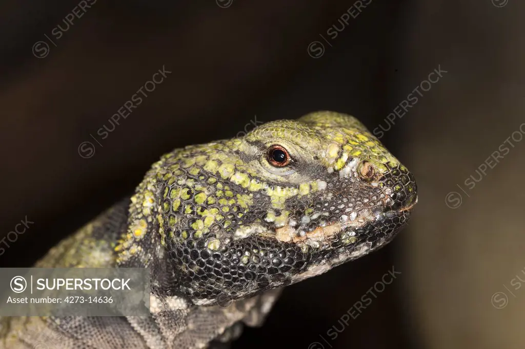 Spiny-Tailed Lizard Uromastyx Acanthinurus, Portrait Of Adult