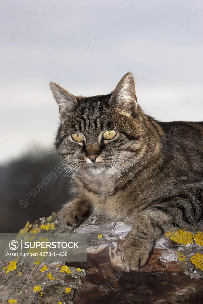Brown Tabby Domestic Cat, Female Standing On Branch, Normandy