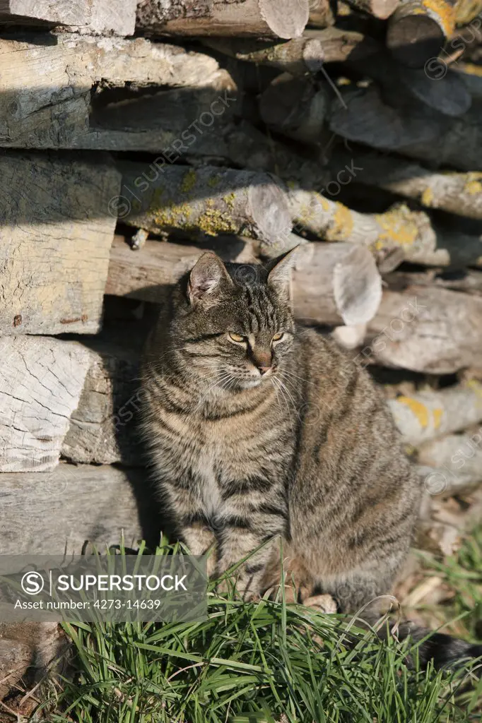Brown Tabby Domestic Cat, Female Sitting Near Stack Of Firewood, Normandy