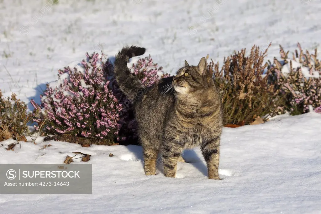 Brown Tabby Domestic Cat, Female Standing On Snow Near Heater, Normandy