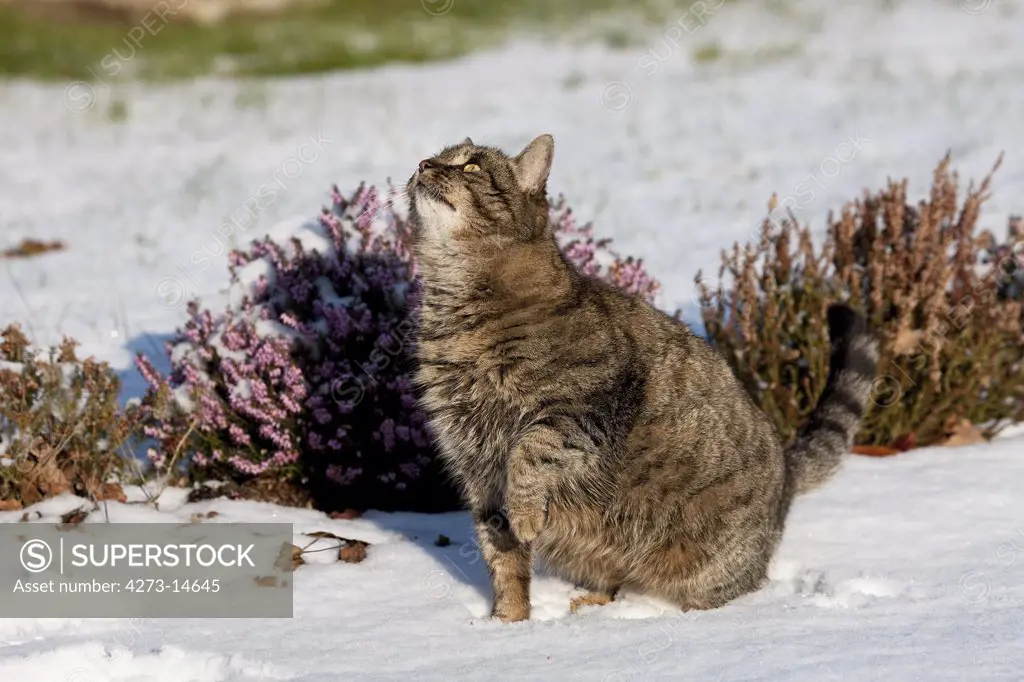 Brown Tabby Domestic Cat, Female Playing On Snow, Normandy