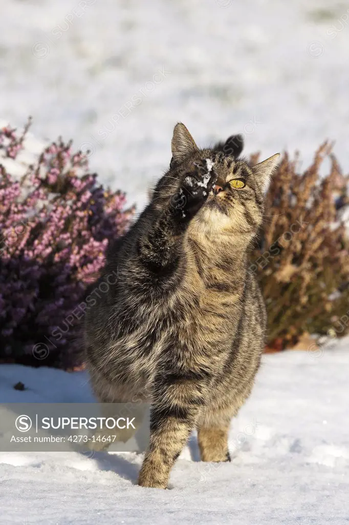 Brown Tabby Domestic Cat, Female Standing On Snow, Normandy