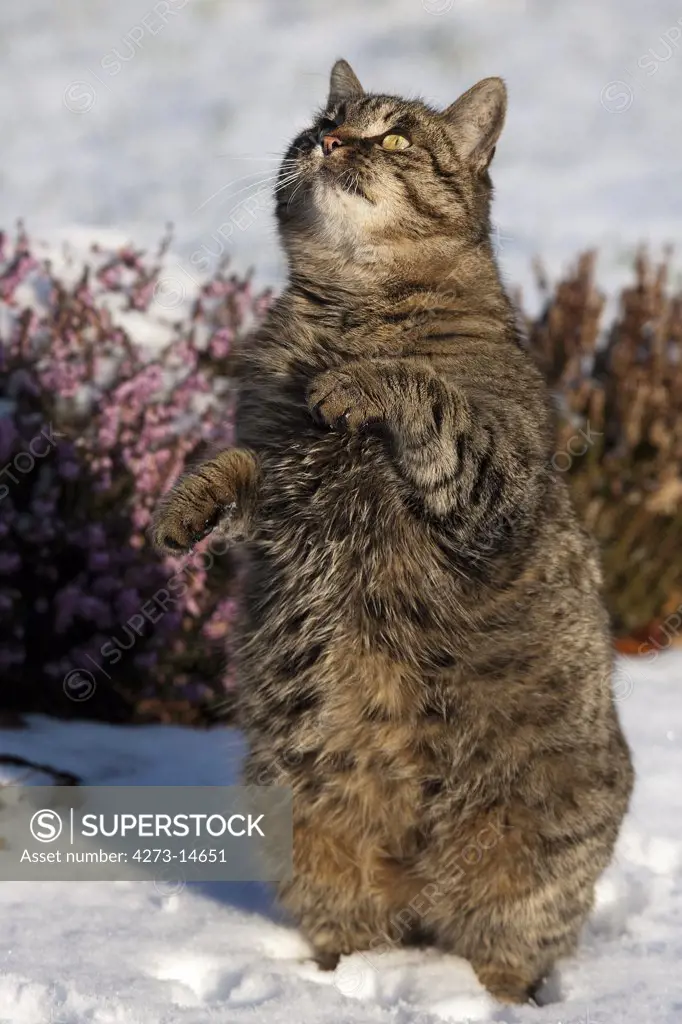 Brown Tabby Domestic Cat, Obese Female Playing On Snow, Standing On Its Hind Legs, Normandy