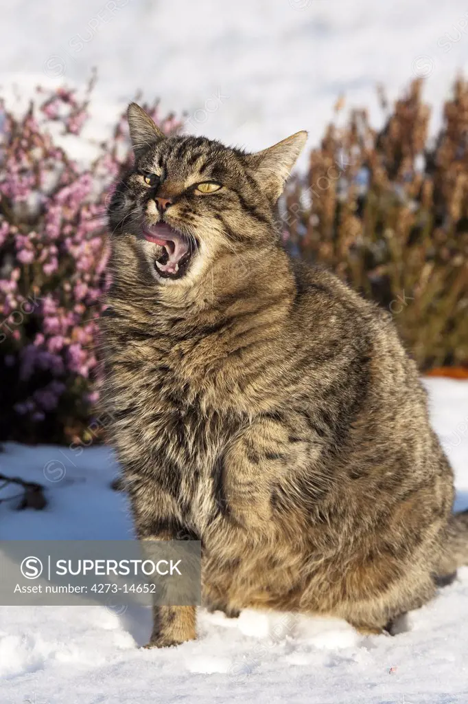 Brown Tabby Domestic Cat, Obese Female Standing On Snow, Licking Its Nose, Normandy