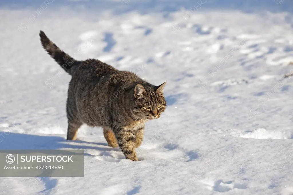 Brown Tabby Domestic Cat, Female Walking On Snow, Normandy