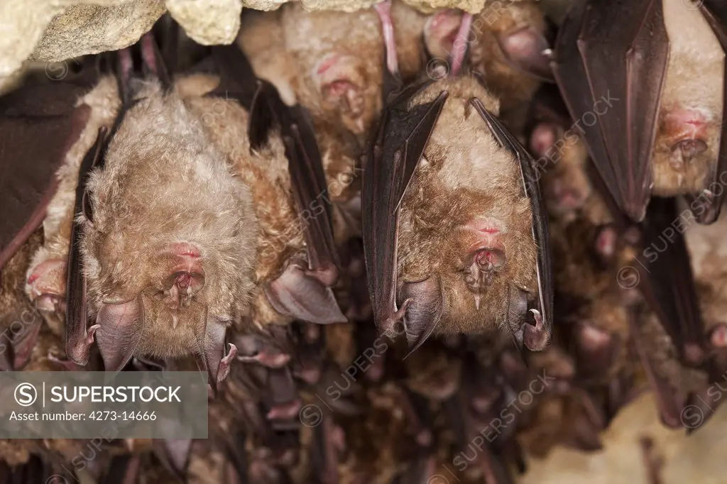 Greater Horseshoe Bat Rhinolophus Ferrumequinum, Colony Hibernating In A Cave, Normandy In France