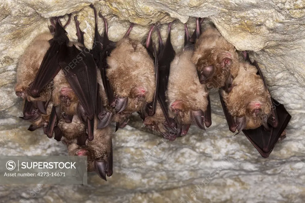 Greater Horsehoe Bat, Rhinolophus Ferrumequinum, Colony Hibernating In A Cave, Normandy