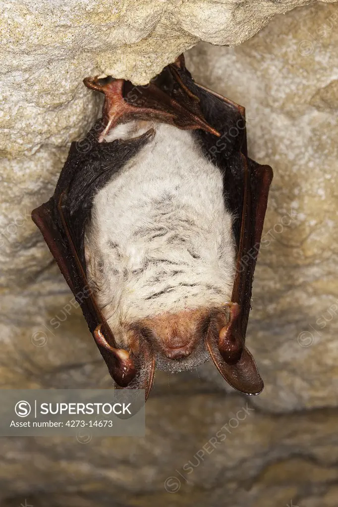Mouse-Eared Bat Myotis Myotis, Adult Hibernating In A Cave, Normandy In France