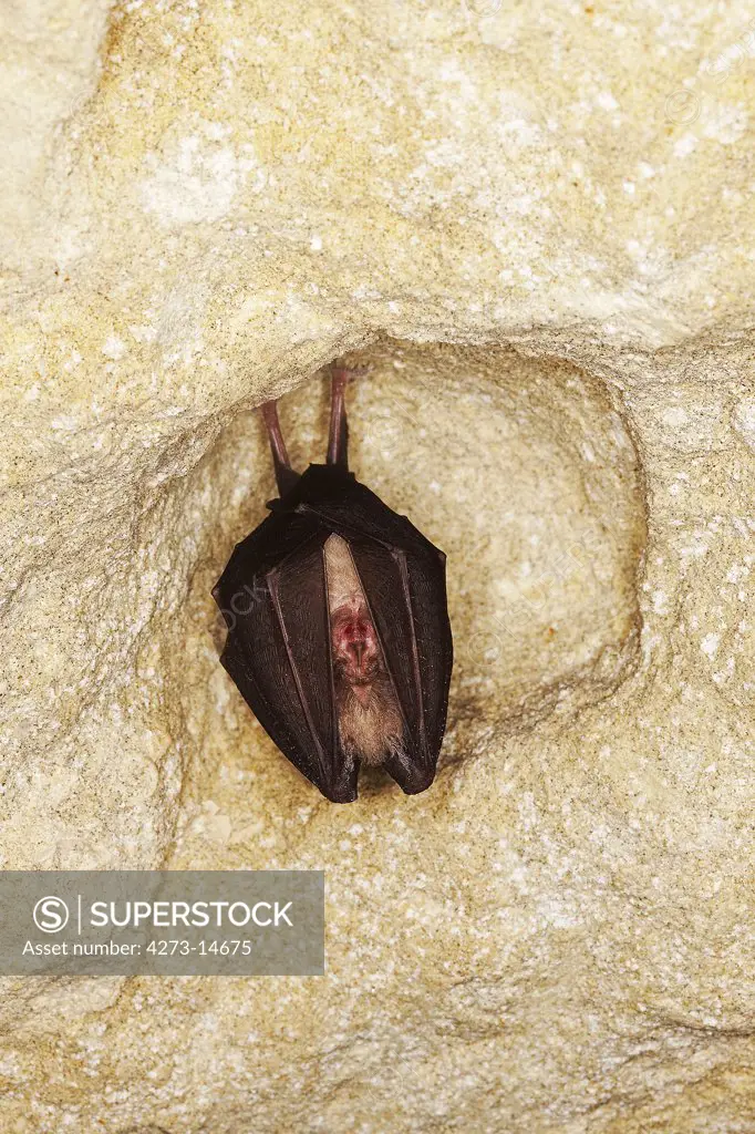 Greater Horseshoe Bat Rhinolophus Ferrumequinum, Adult Hibernating In A Cave, Normandy In France
