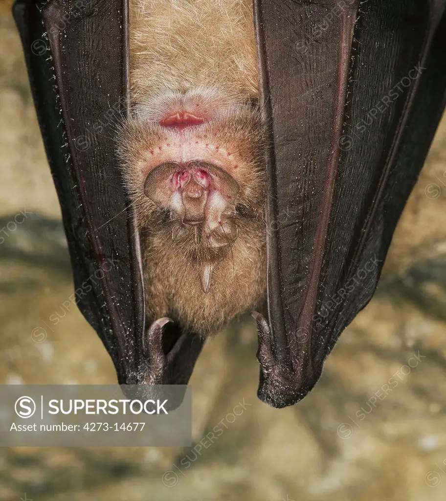 Greater Horseshoe Bat Rhinolophus Ferrumequinum, Adult Hibernating In A Cave, Normandy In France