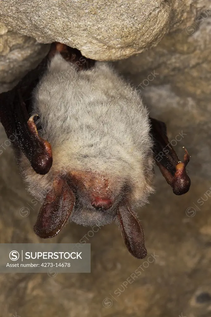 Greater Horsehoe Bat, Rhinolophus Ferrumequinum, Adult Hibernating In A Cave, Normandy