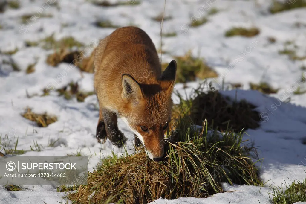 Red Fox Vulpes Vulpes, Female Standing On Snow, Normandy In France