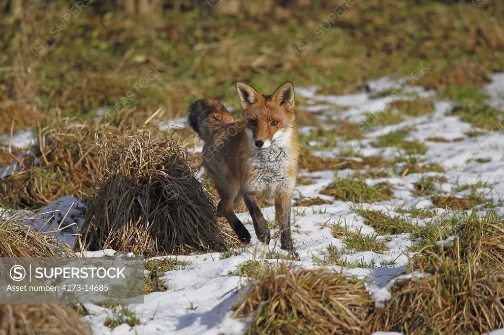 Red Fox Vulpes Vulpes, Female Standing On Snow, Normandy In France