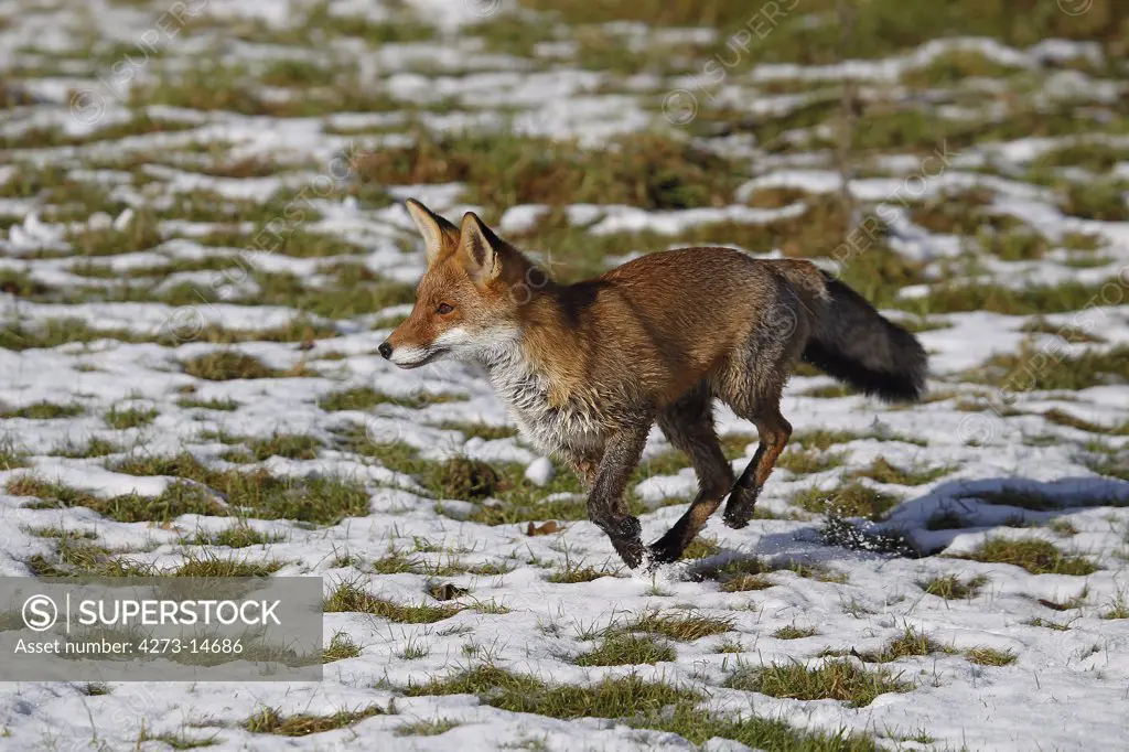 Red Fox Vulpes Vulpes, Female Running On Snow, Normandy In France