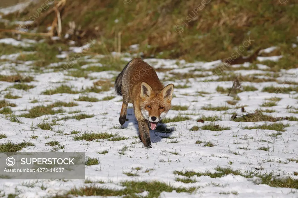 Red Fox, Vulpes Vulpes, Adult Standing On Snow, Normandy