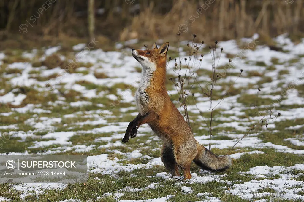 Red Fox Vulpes Vulpes, Female Trying To Catch A Prey, Normandy In France