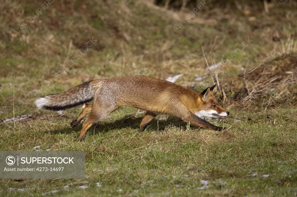 Red Fox Vulpes Vulpes, Female Standing On Grass, Normandy In France