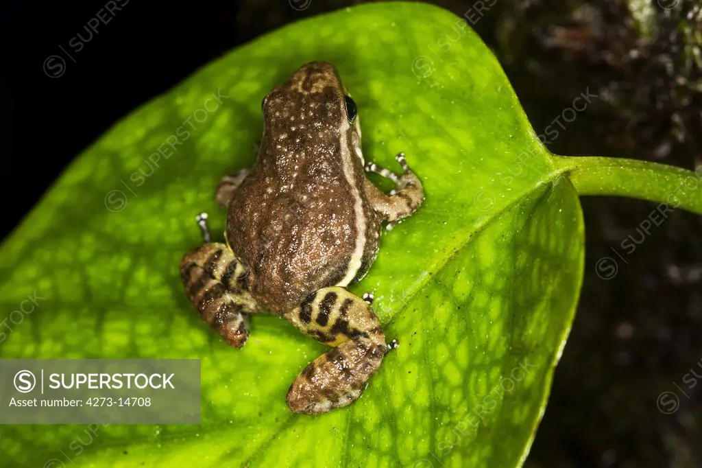 Poison Dart Frog Colostethus Infraguttatus, Adult Standing On Leaf, Ecuador