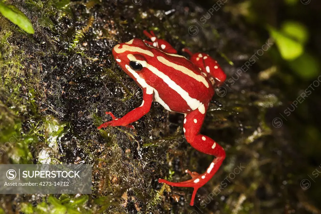 Phantasmal Poison Frog, Epipedobates Tricolor, Adult, Venomous Frog From South America