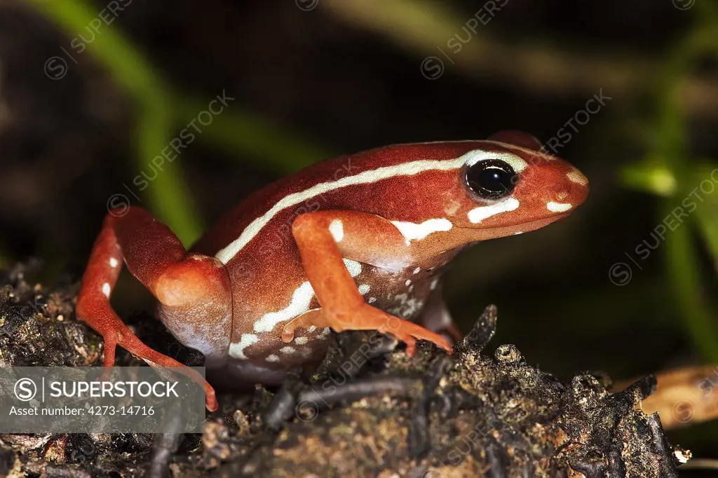 Phantasmal Poison Frog Epipedobates Tricolor, Adult