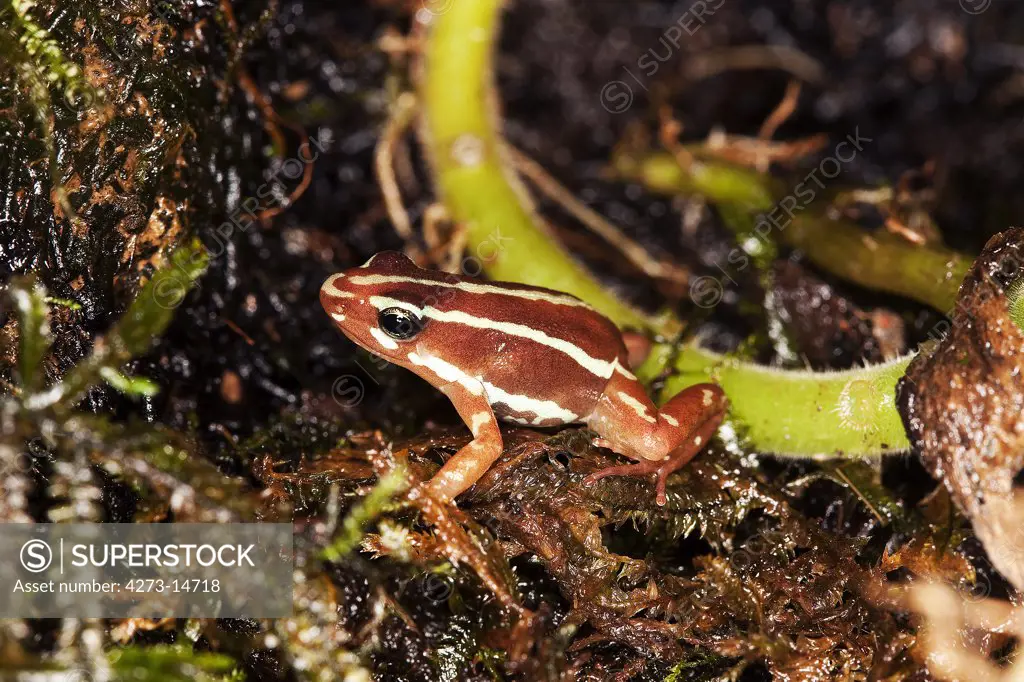 Phantasmal Poison Frog Epipedobates Tricolor, Adult
