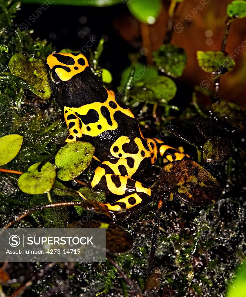 Yellow-Banded Poisson Frog Dendrobates Leucomelas, Adult
