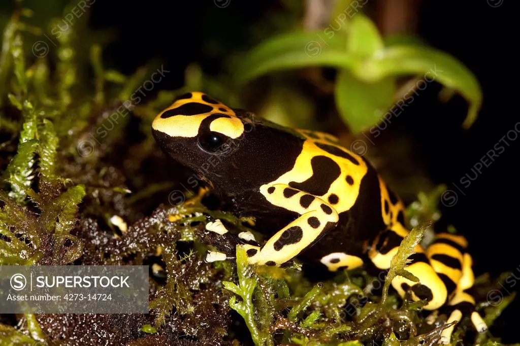 Yellow-Banded Poisson Frog Dendrobates Leucomelas, Adult
