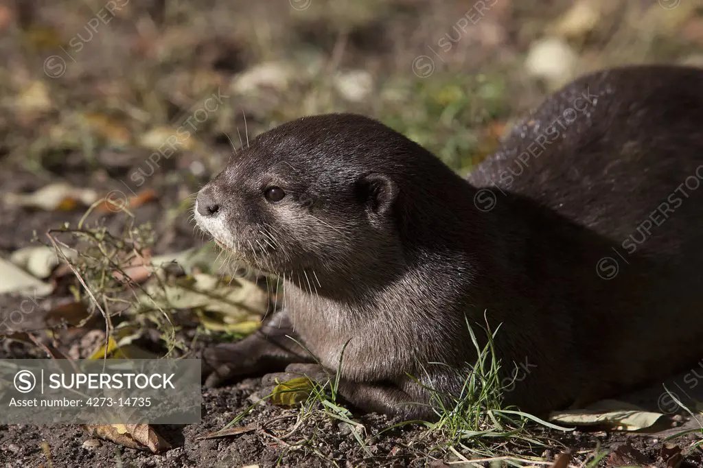Short Clawed Otter Aonyx Cinerea, Adult