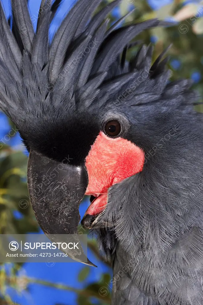 Palm Cockatoo Probosciger Aterrimus, Close-Up Of Head