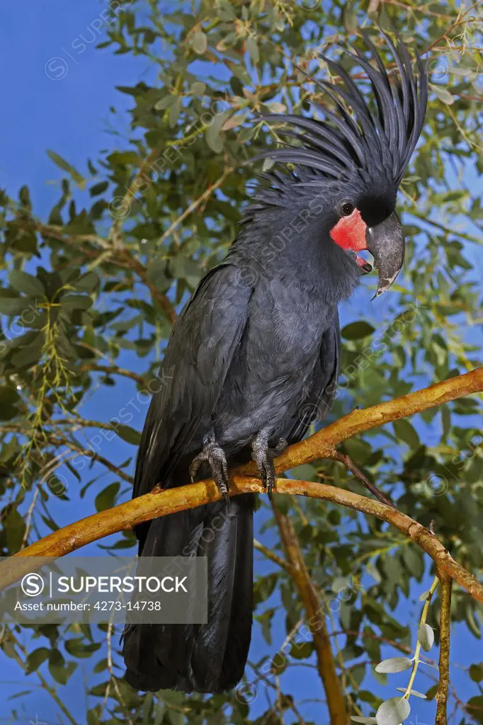 Palm Cockatoo Probosciger Aterrimus, Adult Standing On Branch