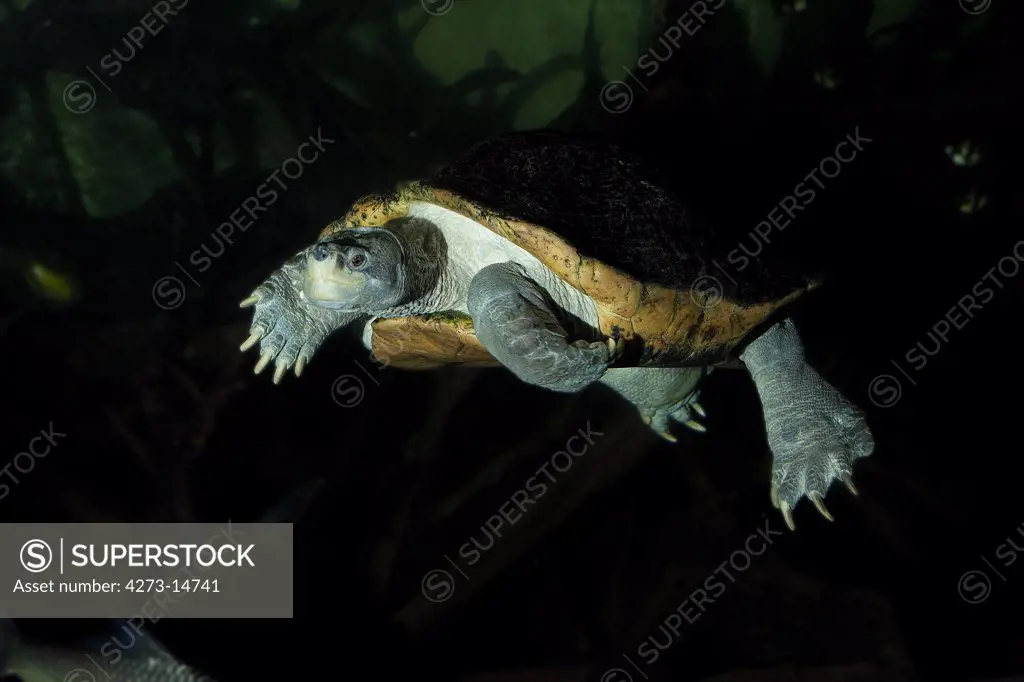 Giant Asian Pond Turtle Or Temple Turtle Heosemys Grandis, Adult
