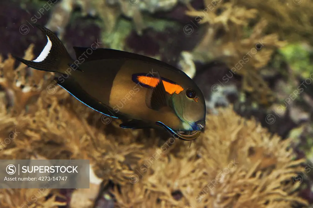 Orangebank Surgeonfish Or Orangespot Surgeonfish Acanthurus Olivaceus