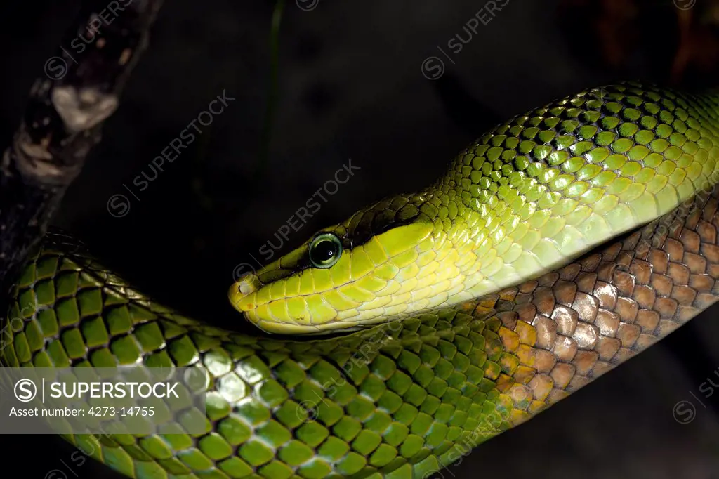 Red-Tailed Green Rat Snake Gonyosoma Oxycephala, Adult