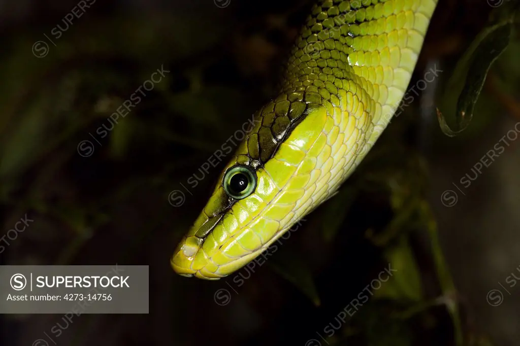 Red-Tailed Green Rat Snake Gonyosoma Oxycephala, Head Of Adult