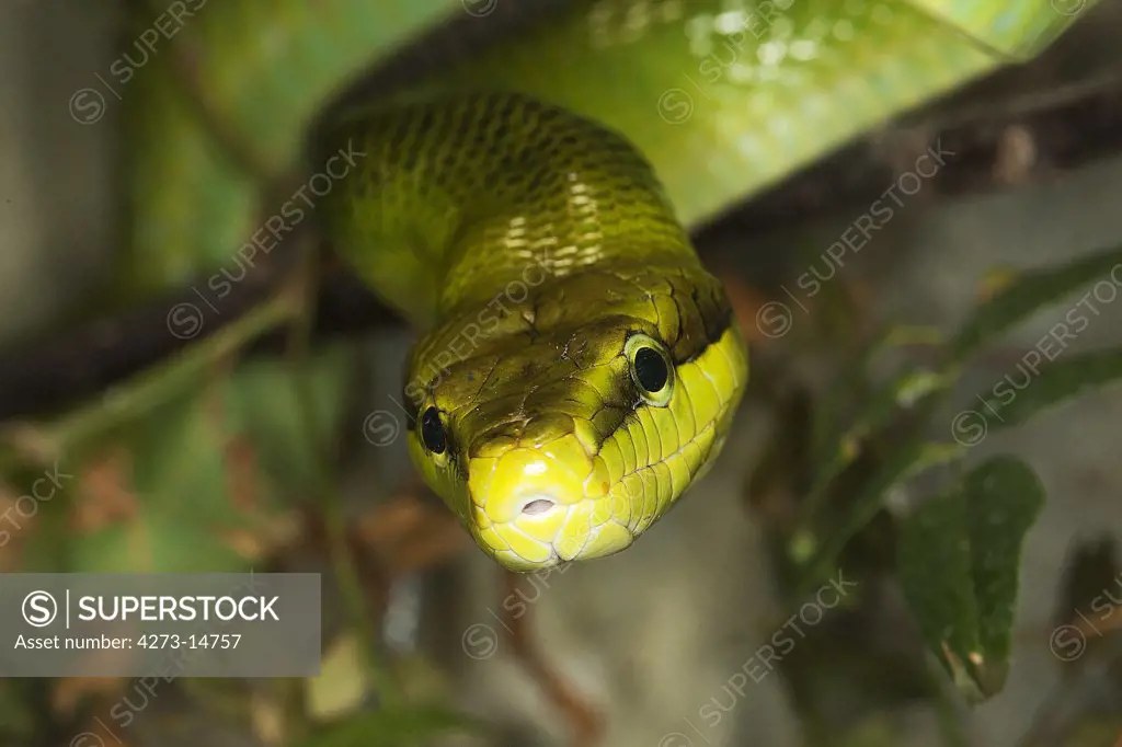 Red-Tailed Green Rat Snake Gonyosoma Oxycephala
