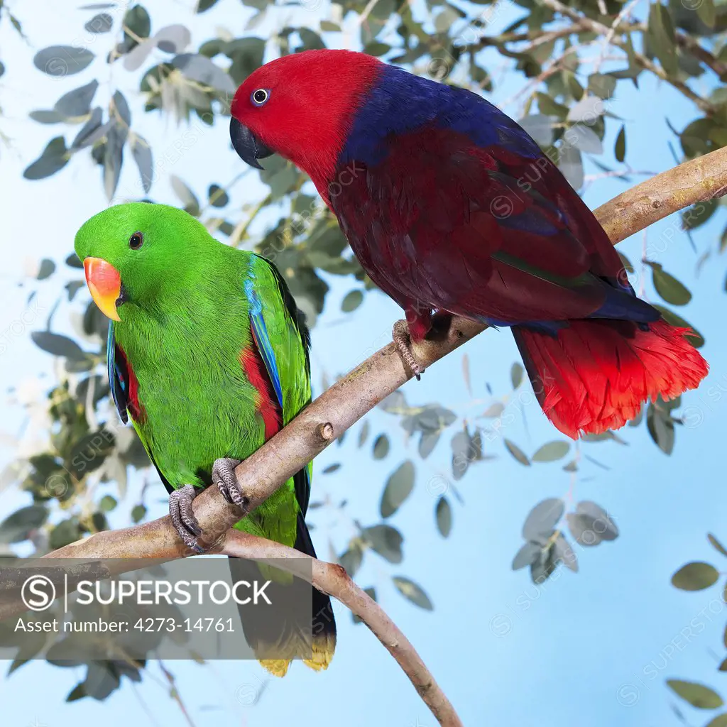 Eclectus Parrot, Eclectus Roratus, Male And Female Standing On Branch