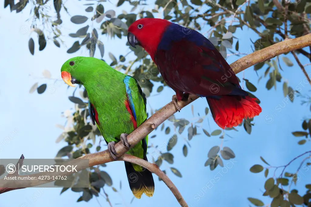 Eclectus Parrot, Eclectus Roratus, Pair Standing On Branch