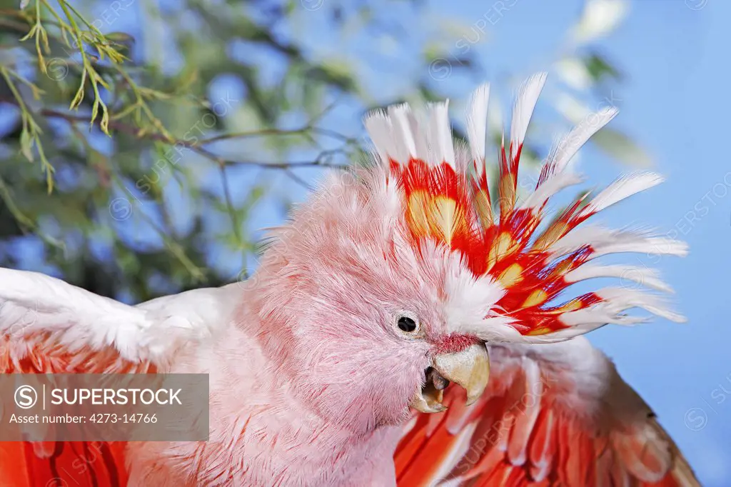 Pink Cockatoo Or Major Mitchell'S Cockatoo Cacatua Leadbeateri, Adult, Close-Up Of Head
