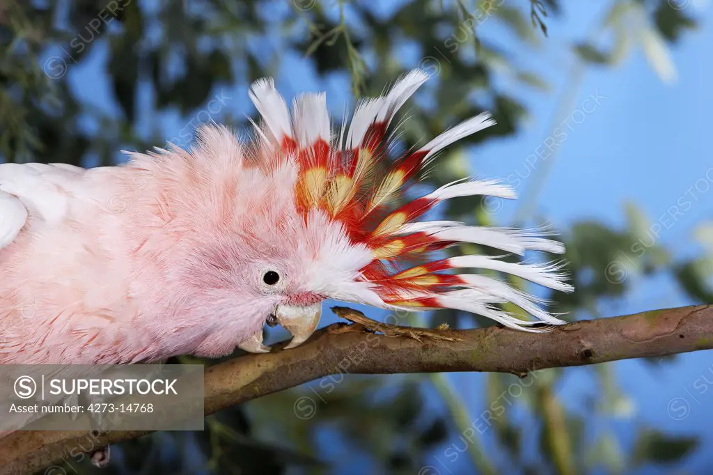 Pink Cockatoo Or Major Mitchell'S Cockatoo Cacatua Leadbeateri, Adult, Close-Up Of Head