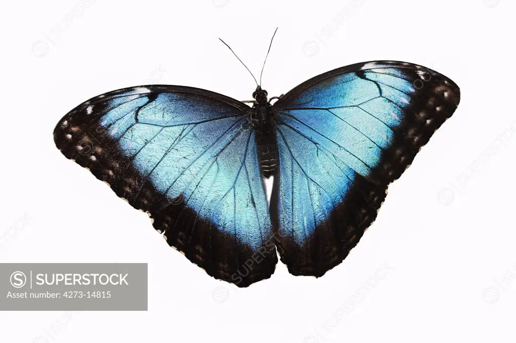 Blue Morpho, Morpho Peleides, Butterfly With Open Wings Against White Background