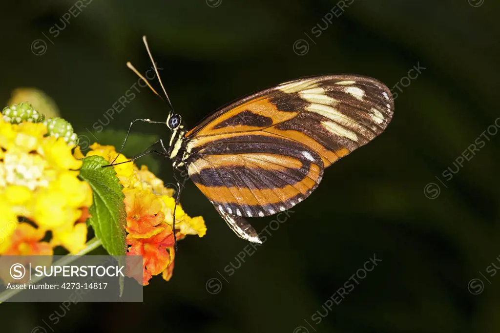 Eueides Butterfly, Eueides Isabella, Adult Standing On Flower