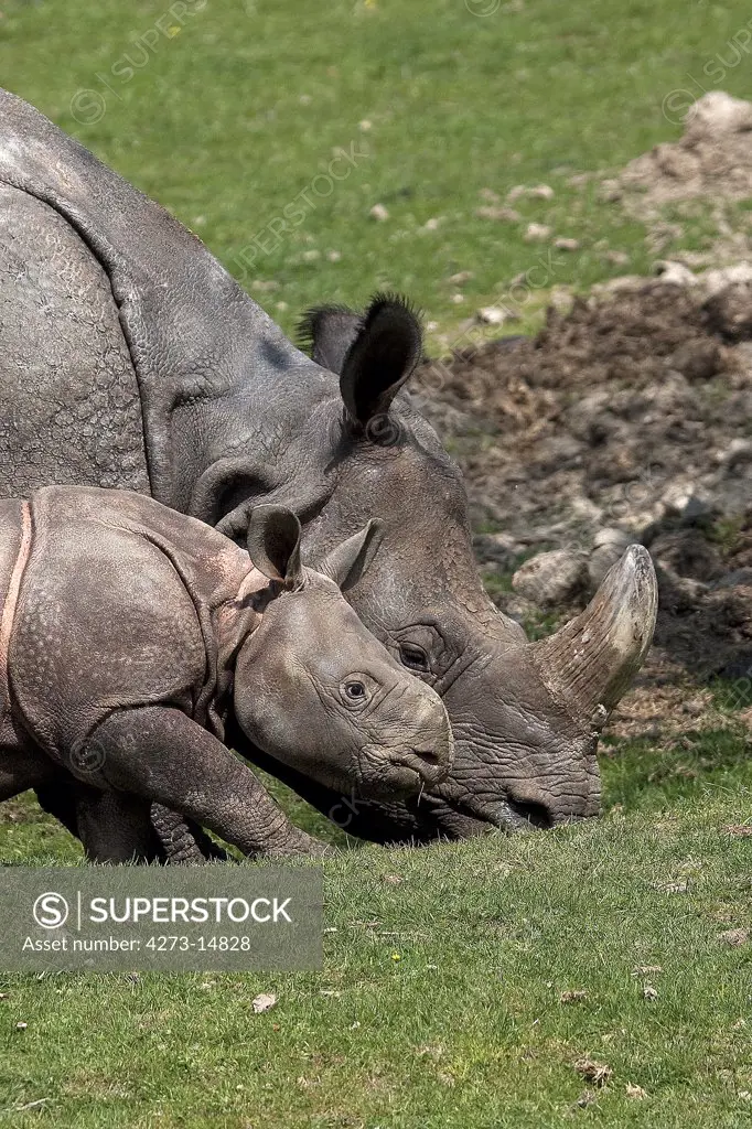 Indian Rhinoceros, Rhinoceros Unicornis, Mother With Calf