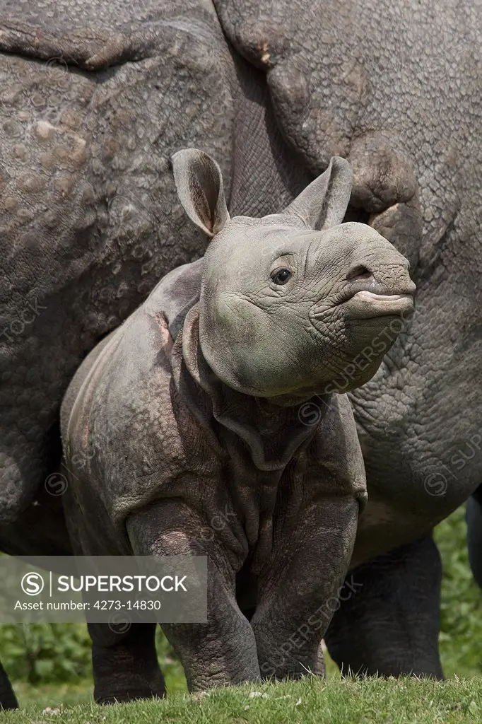 Indian Rhinoceros, Rhinoceros Unicornis, Mother With Calf