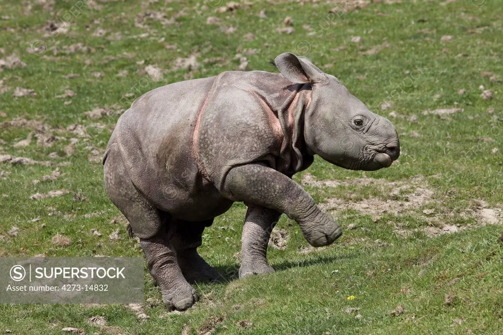 Indian Rhinoceros, Rhinoceros Unicornis, Calf