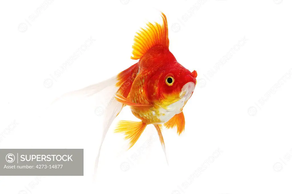 Ryukin Goldfish, Carassius Auratus, Adult Against White Background