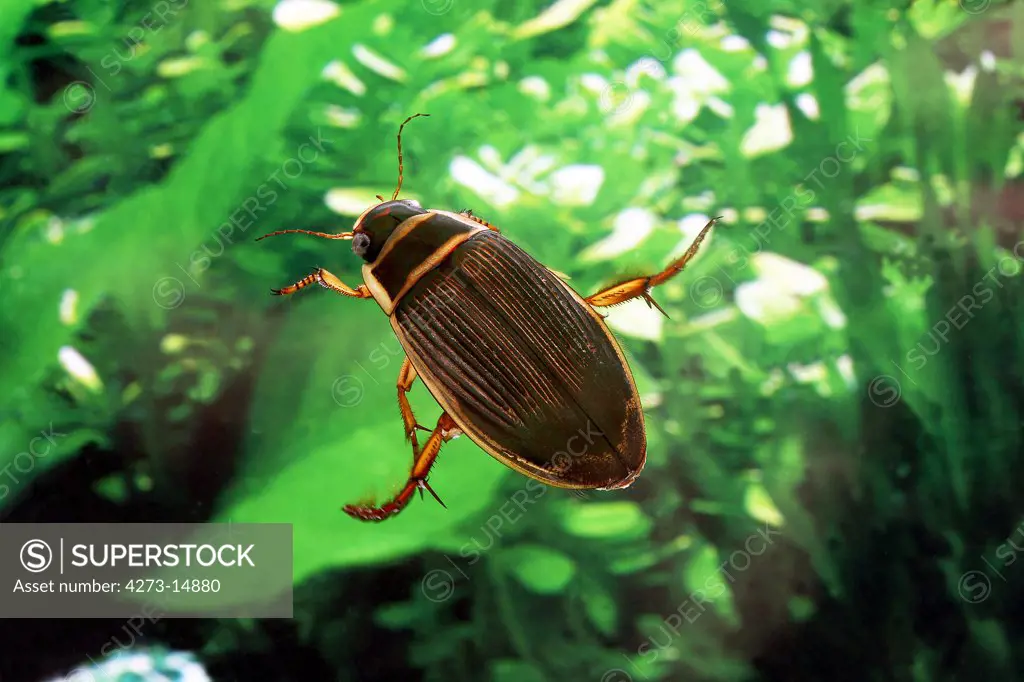 Great Diving Beetle, Dytiscus Marginalis, Adult Standing In Water, Normandy
