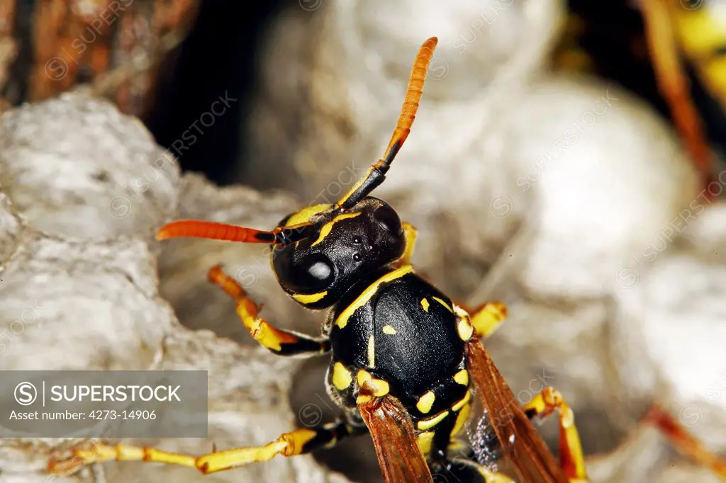 Common Wasp, Vespula Vulgaris, Adult Standing On Nest, Normandy