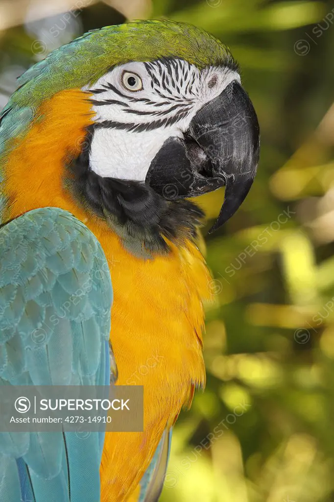 Blue-And-Yellow Macaw, Ara Ararauna, Portrait Of Adult