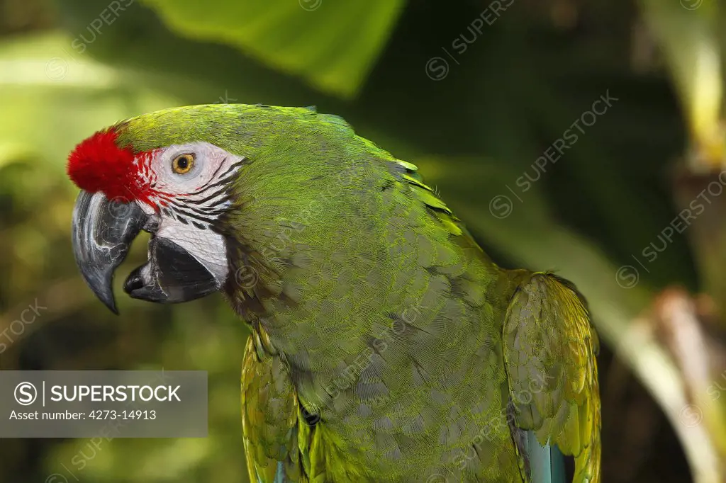 Military Macaw, Ara Militaris, Portrait Of Adult