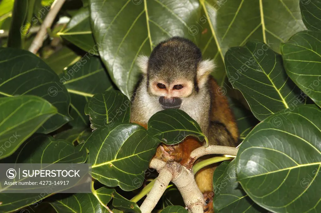 Squirrel Monkey, Saimiri Sciureus, Adult Standing In Tree